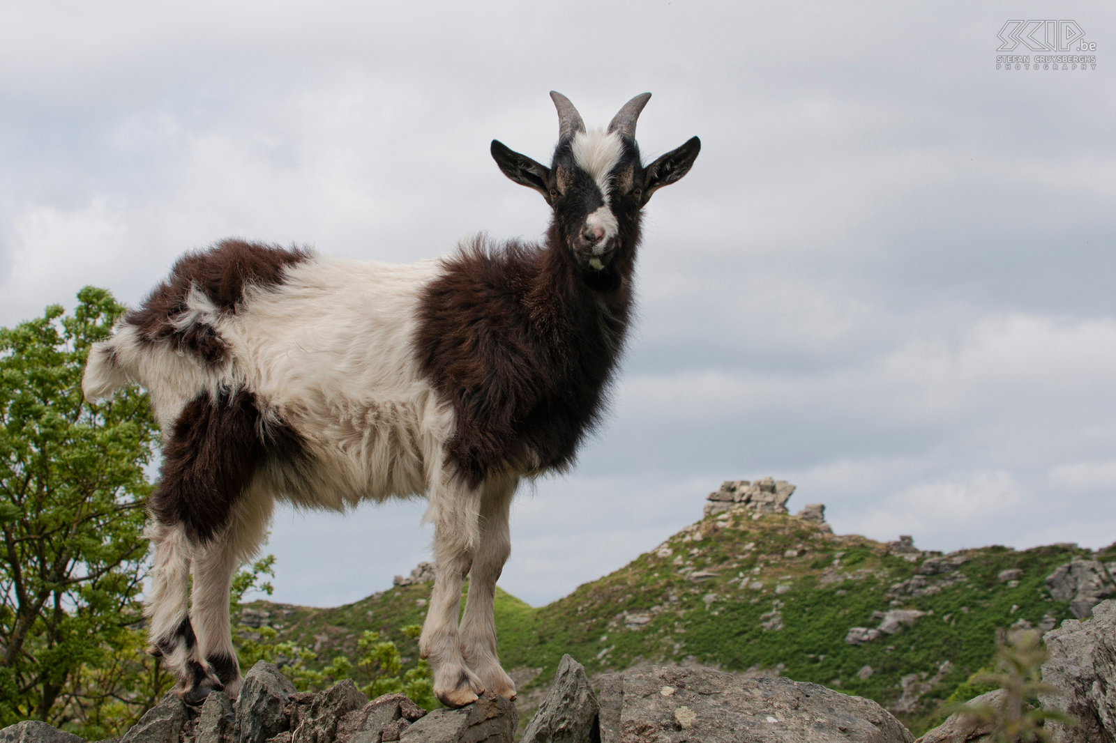 Exmoor - Valley of the Rocks - Wild goat  Stefan Cruysberghs